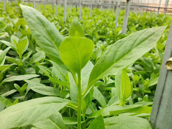 长寿菜 (富贵菜)如何养殖？