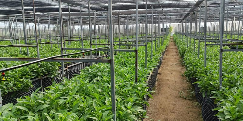 长寿菜种植基地-erp软件开发