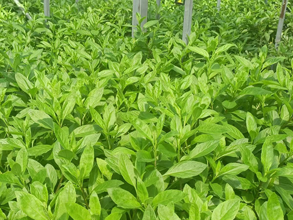 什么是白子菜？吃它有什么好处？