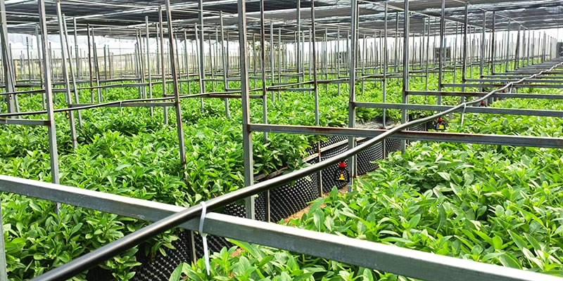 长寿菜种植基地-erp软件开发