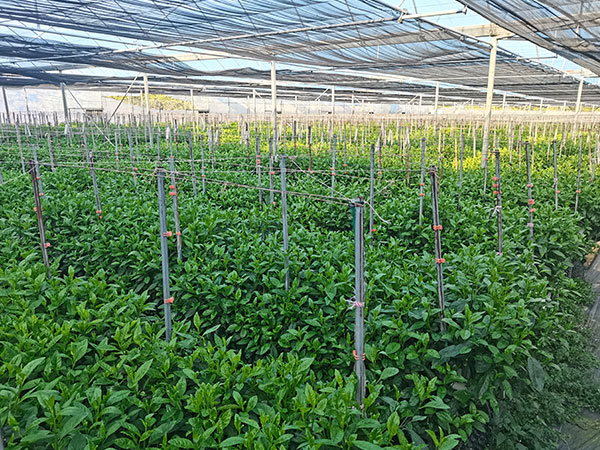 大棚蔬菜種植技術(shù)，無(wú)土栽培帶來(lái)的經(jīng)濟(jì)價(jià)值