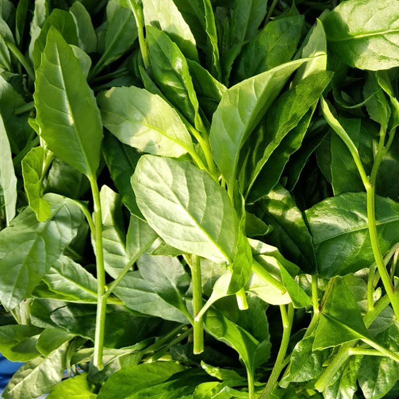 長壽菜種植
