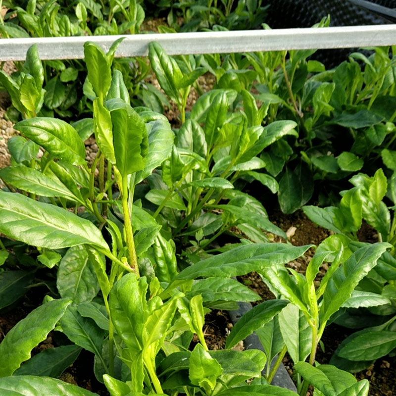 長壽菜種植