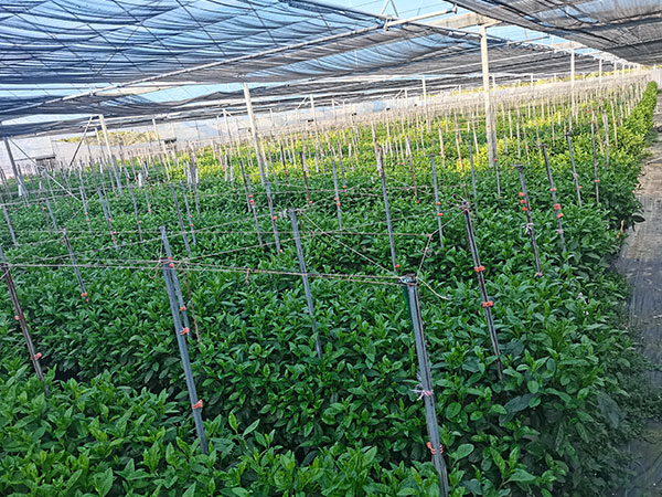 大棚蔬菜種植技術