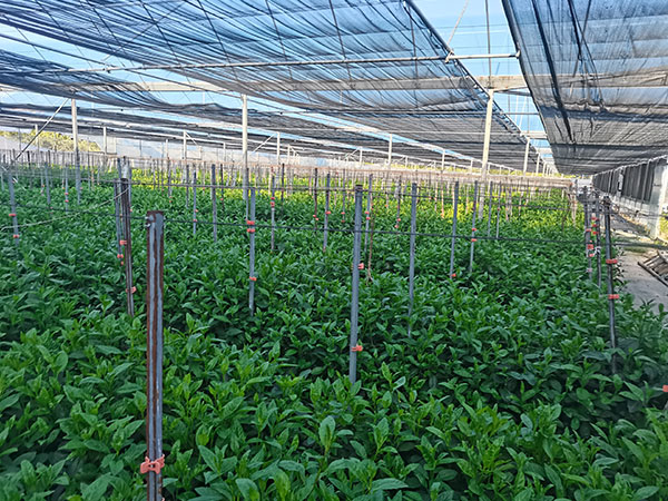 大棚蔬菜種植技術