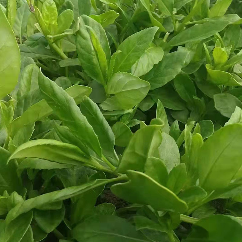 長(zhǎng)壽菜種植