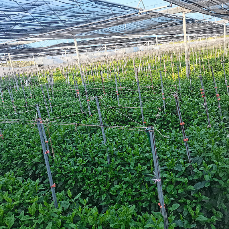 長壽菜種植