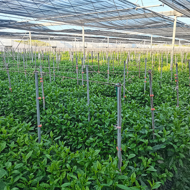 長壽菜種植