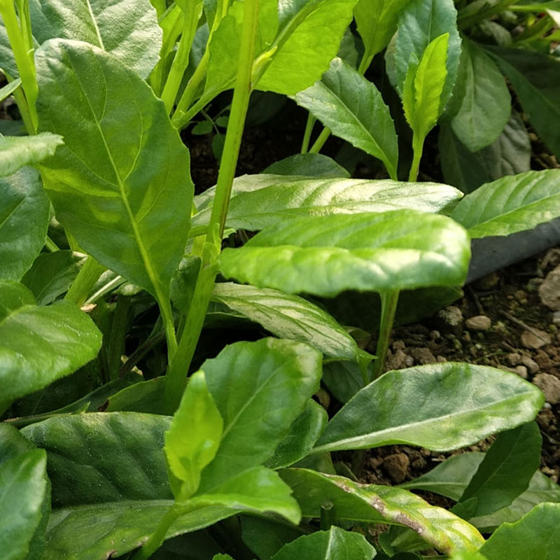 長壽菜種植